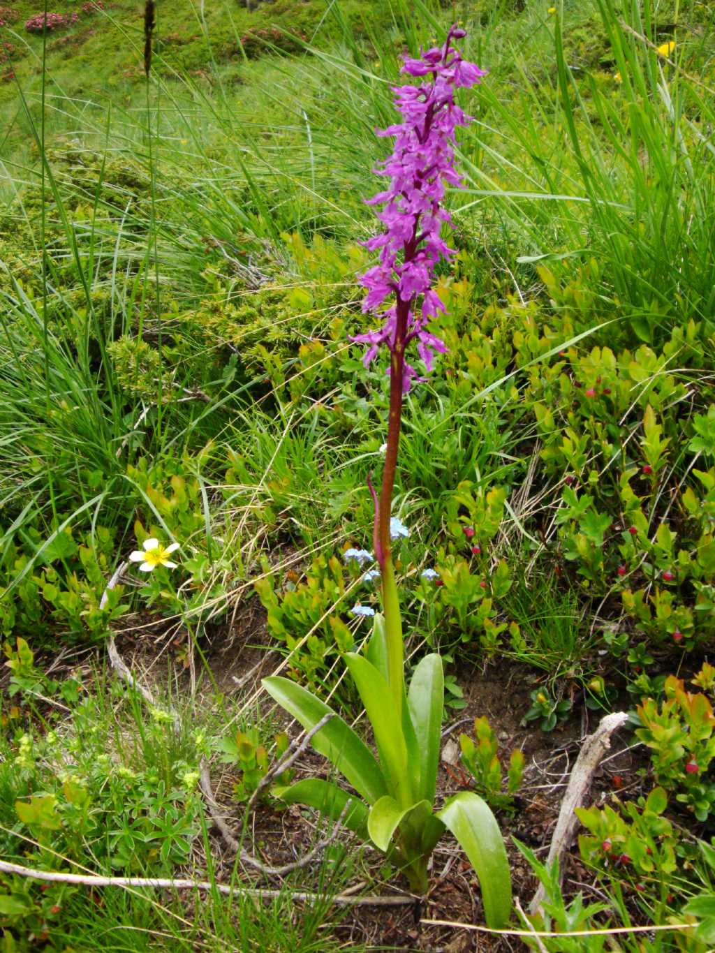 Orchis mascula subsp. speciosa / Orchide elegante